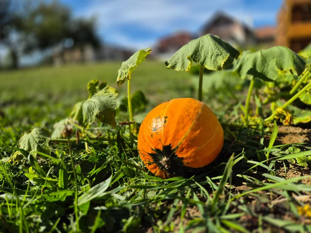 Oranžová tekvica rastúca priamo v záhone na pozemku